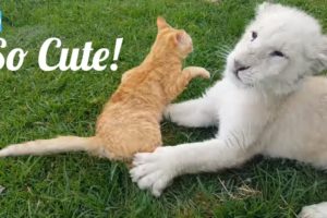 Cute baby animals - Lion Cub, Dog And A Cat Are best friends
