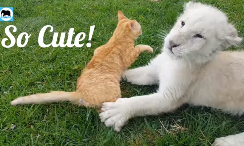 Cute baby animals - Lion Cub, Dog And A Cat Are best friends