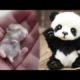 Cute baby animals Videos Compilation cute moment of the animals - Cutest Animals On Earth #8