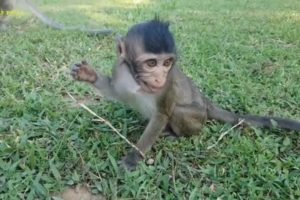 Cute baby monkey Leo playing wit monkeys, lovely baby animals videos, Leo very playful baby monkey