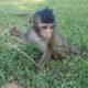 Cute baby monkey Leo playing wit monkeys, lovely baby animals videos, Leo very playful baby monkey