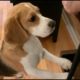 Cute beagle loves finding hidden treats