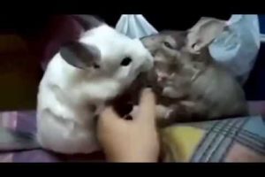 Cute chinchilla videos. Funny animals compilation. Chinchilla playing. Chinchilla on wheel.