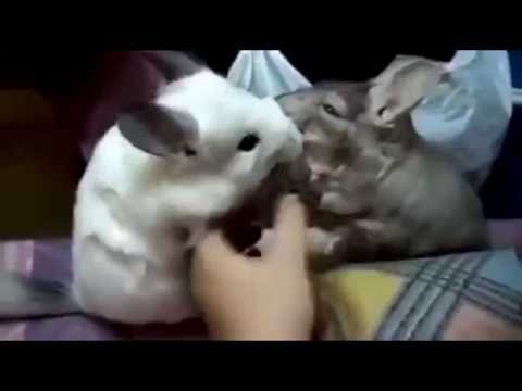 Cute chinchilla videos. Funny animals compilation. Chinchilla playing. Chinchilla on wheel.