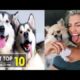 Cute dog and sexy girl 2019|cutest dog|cutest puppies|The Cutest Puppies Ever|Try Not To Laugh