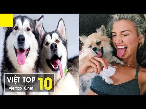 Cute dog and sexy girl 2019|cutest dog|cutest puppies|The Cutest Puppies Ever|Try Not To Laugh