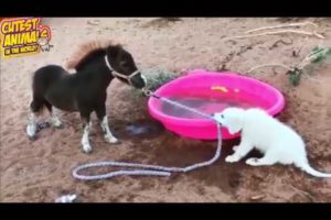 Cute horses playing in Funny horse videos  - Try not to Laugh Animals #1