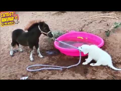 Cute horses playing in Funny horse videos  - Try not to Laugh Animals #1