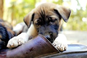 Cute puppies chewing on shoes.