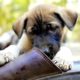 Cute puppies chewing on shoes.