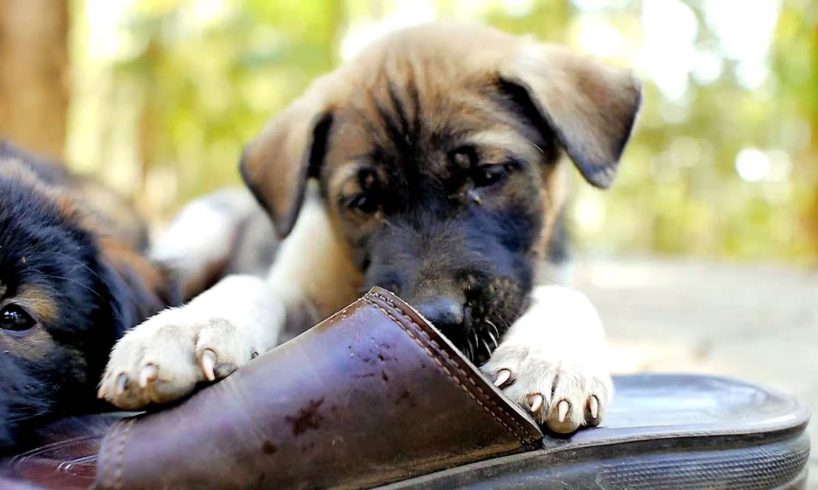 Cute puppies chewing on shoes.