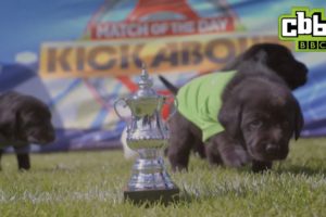 Cute puppies play in FA 'Pup' Final on MOTD Kickabout - CBBC