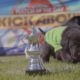 Cute puppies play in FA 'Pup' Final on MOTD Kickabout - CBBC