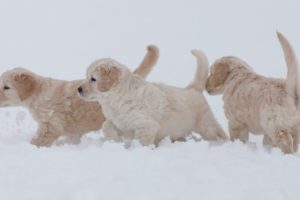 Cute puppies playing in snow with mom | Winter | Golden Retriever