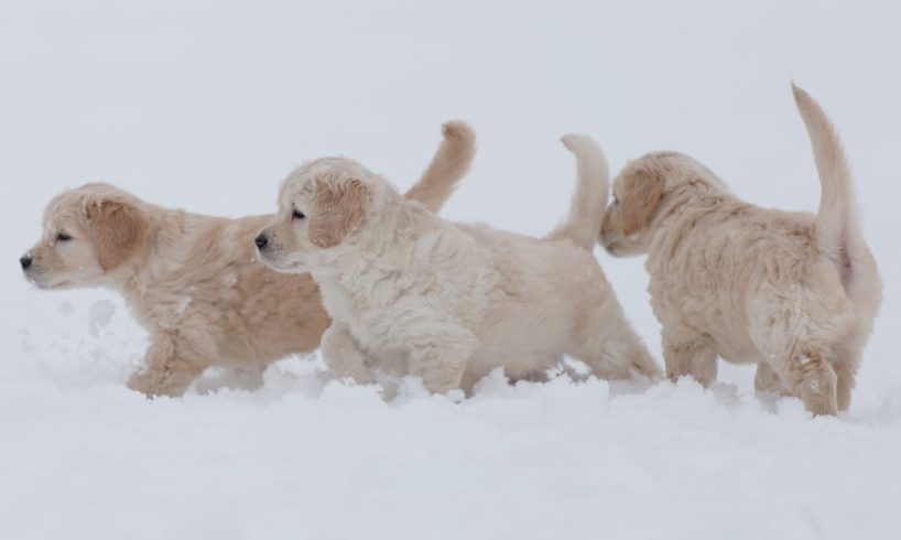 Cute puppies playing in snow with mom | Winter | Golden Retriever