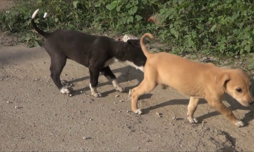 Cute puppies that live in Indian sewers