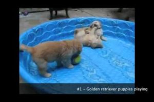 Cuteness Overload: More Cutest Puppies Ever Seen on Video