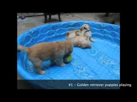 Cuteness Overload: More Cutest Puppies Ever Seen on Video