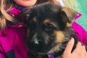 Cutest 5 week old German Shepherd puppies ( our possible service puppy in training!!!!)