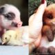 Cutest Animals! Cute baby animals Videos Compilation cute moment of the animals #3