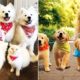 Cutest Animals! Mother Dogs and Cute Puppies Videos Compilation, Cute moment of Puppy #2