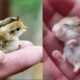 Cutest Baby Animals Videos Compilation Cute Moment of the Animals -  Cutest Animals #1