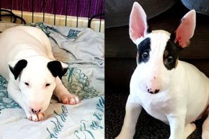 Cutest Bull terrier puppy compilation you will ever see