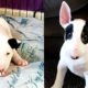Cutest Bull terrier puppy compilation you will ever see