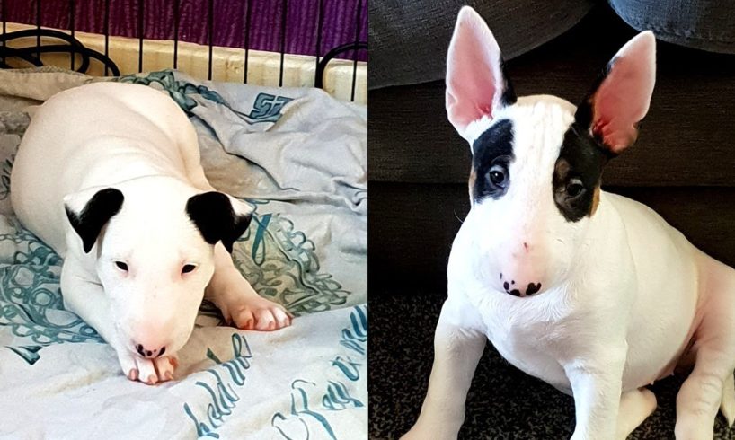 Cutest Bull terrier puppy compilation you will ever see