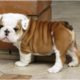 Cutest Bulldog Puppies Ever Seen