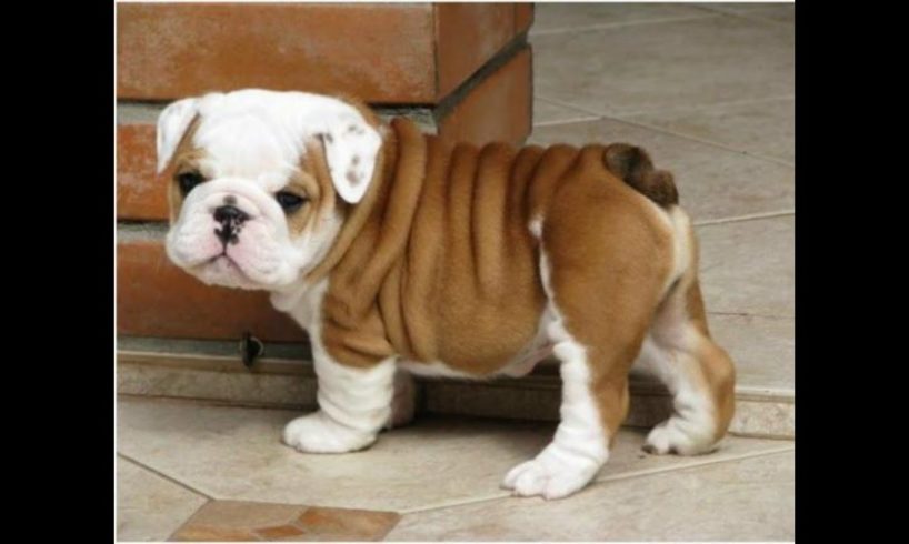 Cutest Bulldog Puppies Ever Seen