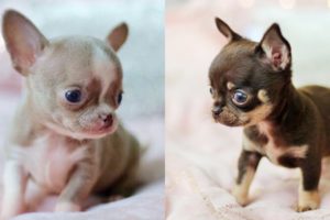 Cutest Chihuahua Puppies Video Compilation