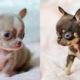 Cutest Chihuahua Puppies Video Compilation