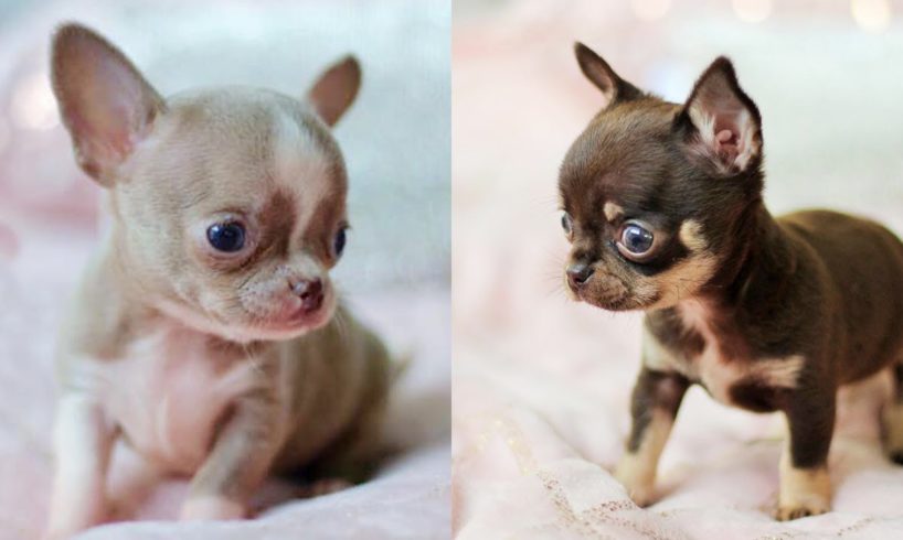 Cutest Chihuahua Puppies Video Compilation