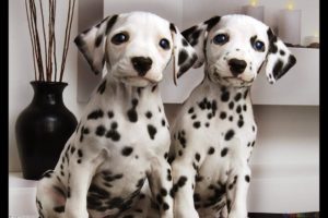 Cutest Dalmatian Puppies Compilation!