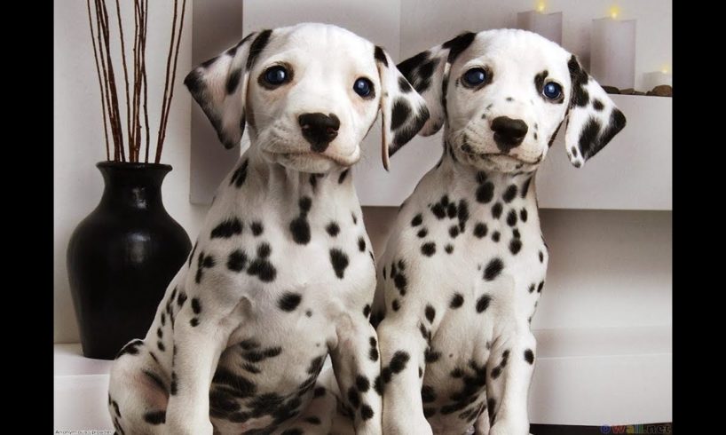 Cutest Dalmatian Puppies Compilation!