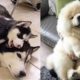 Cutest Dogs And Puppies In The World 2019 - Cutest Dogs Doing Funny Things | Puppies TV