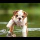 Cutest Dogs And Puppies In The World July 2019
