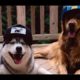 Cutest Dogs Breeds In The World - Puppies That Are So Cute - Puppies TV