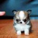 Cutest Dogs and Cat video compilation - Funny Cute Baby Videos