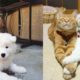 Cutest Dogs and Cats Videos Compilation - Cutest Animals
