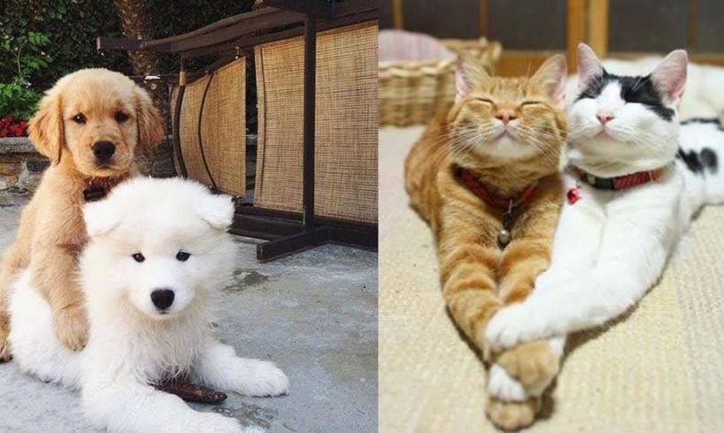 Cutest Dogs and Cats Videos Compilation - Cutest Animals