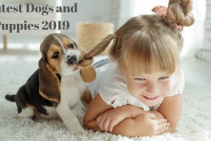 Cutest Dogs and Puppies 2019 HD