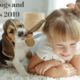 Cutest Dogs and Puppies 2019 HD