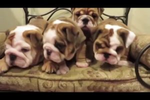 Cutest English BullDog Puppies Compilation 2016 - Funny Dogs Vine
