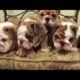 Cutest English BullDog Puppies Compilation 2016 - Funny Dogs Vine