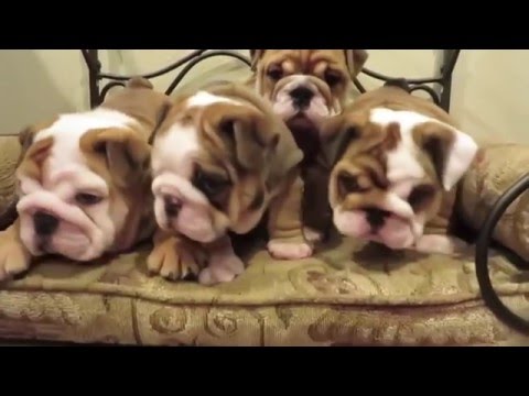 Cutest English BullDog Puppies Compilation 2016 - Funny Dogs Vine