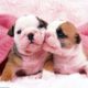Cutest English Bulldog Puppies Compilation 2017 - Cute Dog Videos