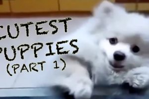 Cutest Puppies Compilation (Part 1)