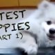 Cutest Puppies Compilation (Part 1)